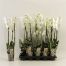Phalaenopsis 3 Rispen weiß 'Aphrodite'