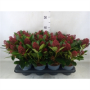 Skimmia jap. "Rubella"