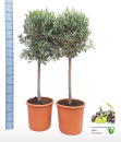 Olea europaea Stamm