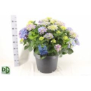 Hydrangea Busch blau
