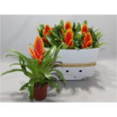 Vriesea 'Intenso Apricot'
