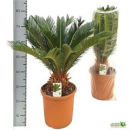 Cycas revoluta