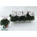 Cyclamen midi 'Merengue' weiß