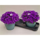 Campanula porten. XL