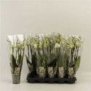 Phalaenopsis 5 Rispen weiß