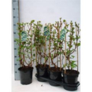 Hydrangea anomala subsp. petiolaris