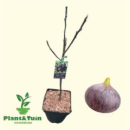 Ficus carica 'Brown Turkey'