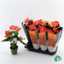 Anthurium andr. 'Florida'-orange