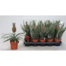 Ananas 'Rosita'