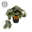 Peperomia Mistique