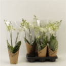 Phalaenopsis 3 Rispen weiß