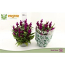 Celosia spic. 'Intenz' Schale