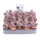 Mini Kalanchoe 'Humilis Zebra'