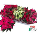 Poinsettia midi "Princettia" Mix