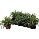 Chlorophytum com. 'Variegatum'
