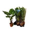 Alocasia maccrorhiza