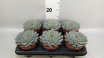 Echeveria pulidonis 'Sky Pearl'