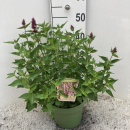 Agastache Kübel