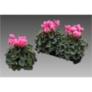 Cyclamen pers. XL pink-weiß