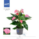 Anthurium andr. 'Joli' rosa