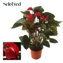 Anthurium 'Deco Red'