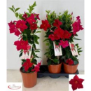 Mandevilla Pyramide rot