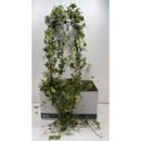 Hedera helix 'Goldchild' Ampel