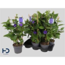 Thunbergia battiscombei
