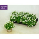 Campanula porten. 'Porto White'
