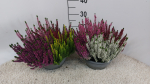 Calluna Quattro Schale