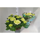 Hydrangea macr. Busch weiß
