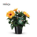 Hibiscus rosa-sin. orange