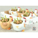 Narzissen in Hühnertopf