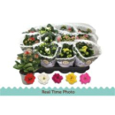 Kalanchoe  midi Mix