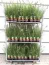 Pennisetum alopec. "Hameln"