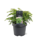 Tsuga canadensis 'Jeddeloh'
