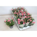 Rosen 'Fame Kordana' rosa