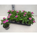 Catharanthus ros. pink
