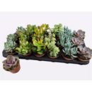 Succulenten gemischt