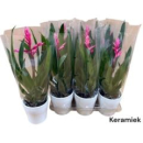 Guzmania 'Claire'mit Übertopf