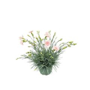 Dianthus "Whetman" rosa
