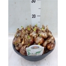 XL Schale Narcissus "Paperwhite"