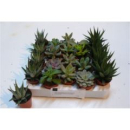 Mini Succulenten Mix