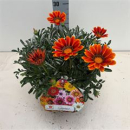 Gazania rig. 'Highland Dark Beauty'