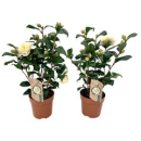 Camellia japonica 'Brushfield's Yellow'