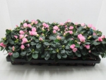 Azaleen midi rosa