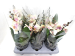 Phalaenopsis "Shorty" 2 Rispen Pfirsich