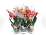 Phalaenopsis "Spirit" 2 Rispen orange